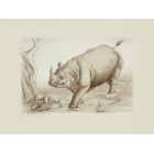 « Le Dentirant (rhinocéros) de l’inde »