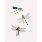 " Calopteryx éclatant, Cordulie métallique, Libellule déprimée "