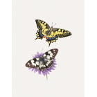 " Machaon et Demi-deuil "