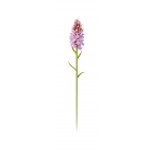 " Orchis négligé "