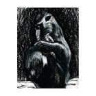Mère Mandrill et son petit