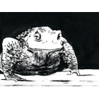Le crapaud