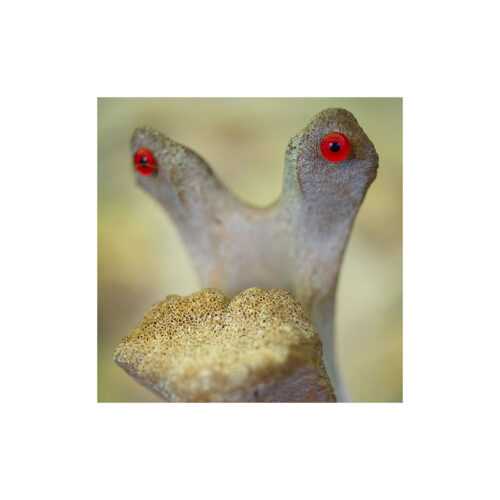 Histoires SURnaturelles (D6)