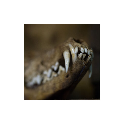 Histoires SURnaturelles (D8)