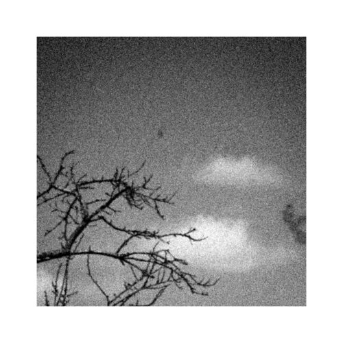 Prunier à Valpuiseaux