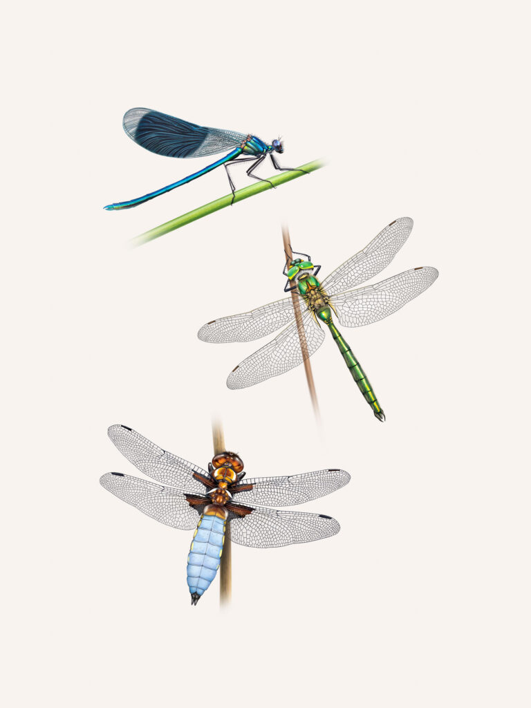 Calopteryx éclatant, Cordulie métallique, Libellule déprimée