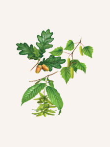 Chêne pédonculé, Bouleau verruqueux, Charme