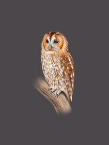 Chouette hulotte