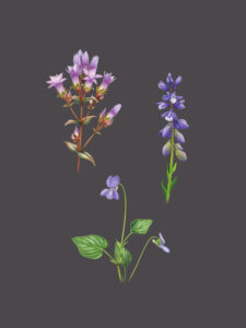 Gentiane d'allemagne, Polygale du calcaire, Violette des chiens