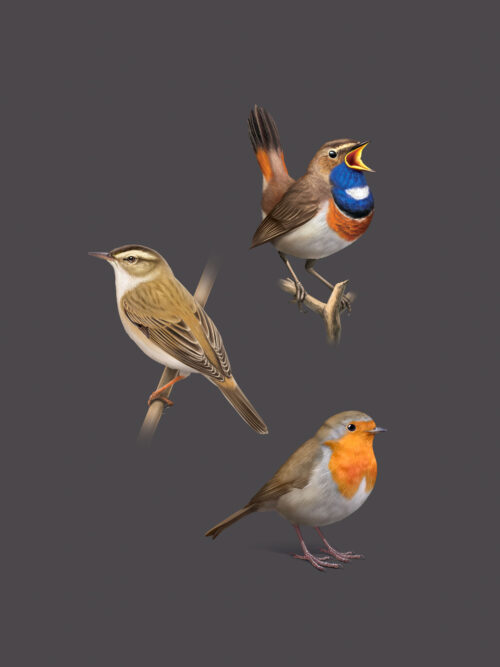 Gorgebleue à miroir, Phragmite des joncs, Rougegorge familier