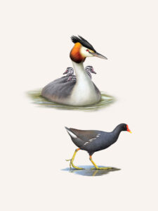Grèbe huppé et Poule d'eau