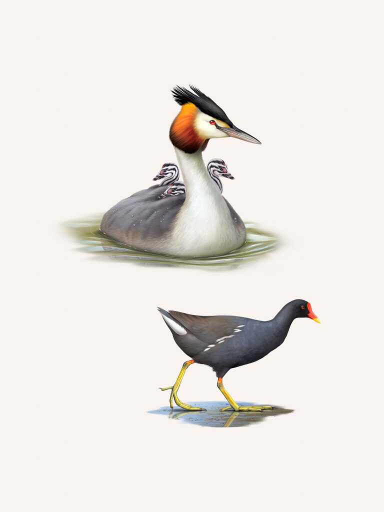 Grèbe huppé et Poule d'eau