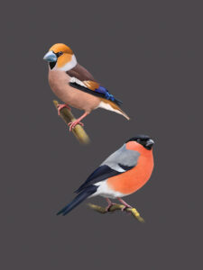 Grosbec casse-noyaux et Bouvreuil pivoine