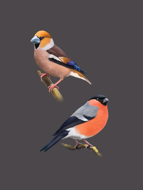 Grosbec casse-noyaux et Bouvreuil pivoine