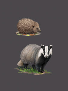 Hérisson et Blaireau