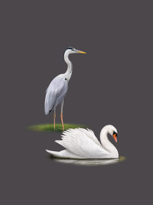 Héron cendré et Cygne tuberculé