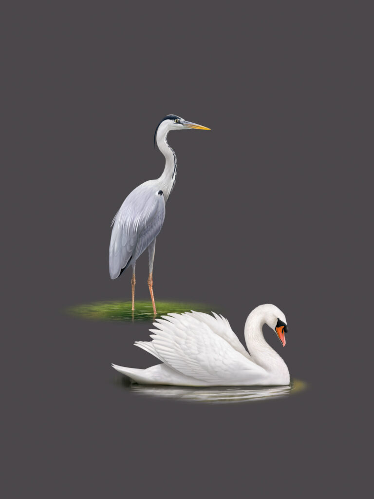 Héron cendré et Cygne tuberculé