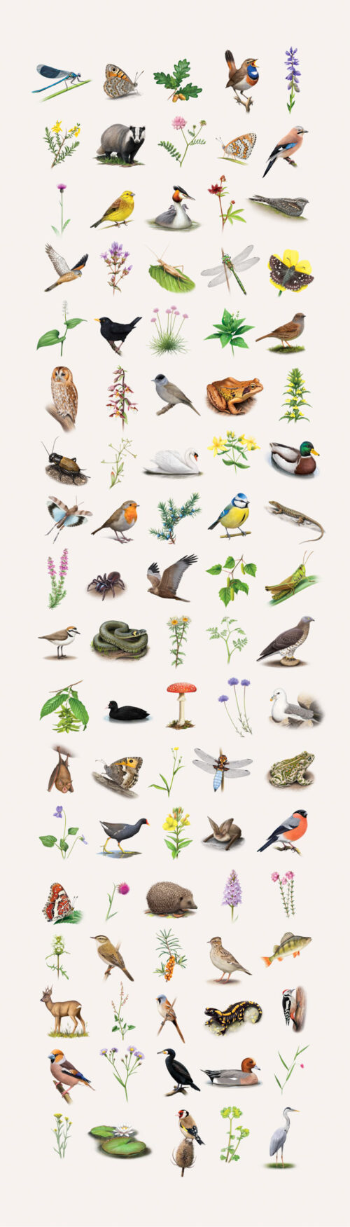 Kakemono-Camille Dégardin-planche naturaliste 1