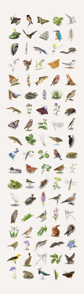 Kakemono-Camille Dégardin-planche naturaliste 2