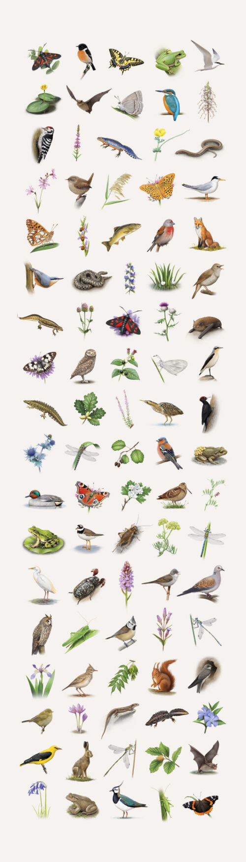 Kakemono-Camille Dégardin-planche naturaliste 2