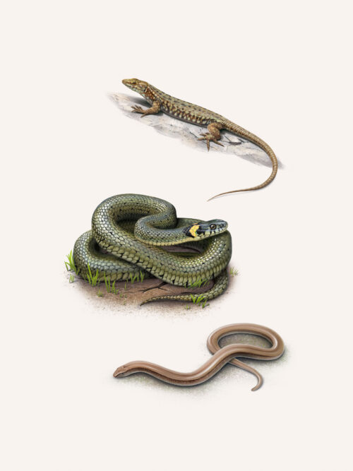 Lézard des murailles, Couleuvre à collier, Orvet fragile