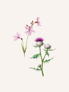 Lychnis fleur de coucou et Cirse laineux