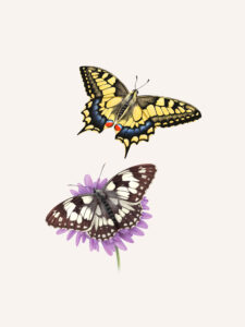 Machaon et Demi-deuil