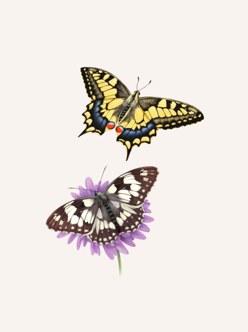 Machaon et Demi-deuil