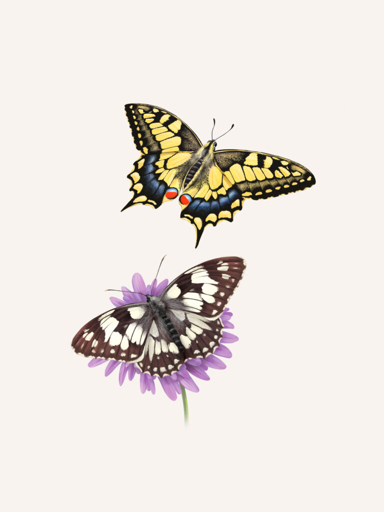 Machaon et Demi-deuil