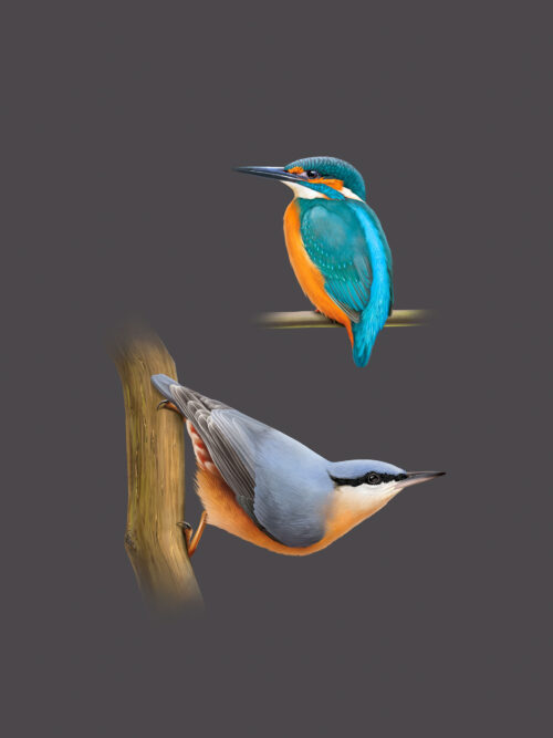 Martin pêcheur et Sitelle torchepot