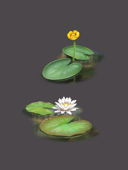 Nénuphar jaune et Nénuphar blanc