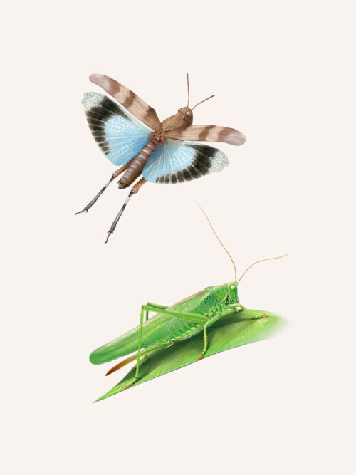 Œdipode turquoise et Grande sauterelle verte