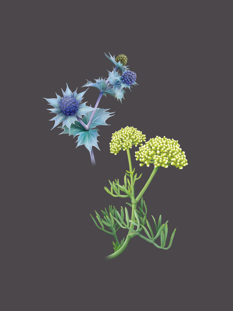 Panicaut des dunes et Crithme maritime