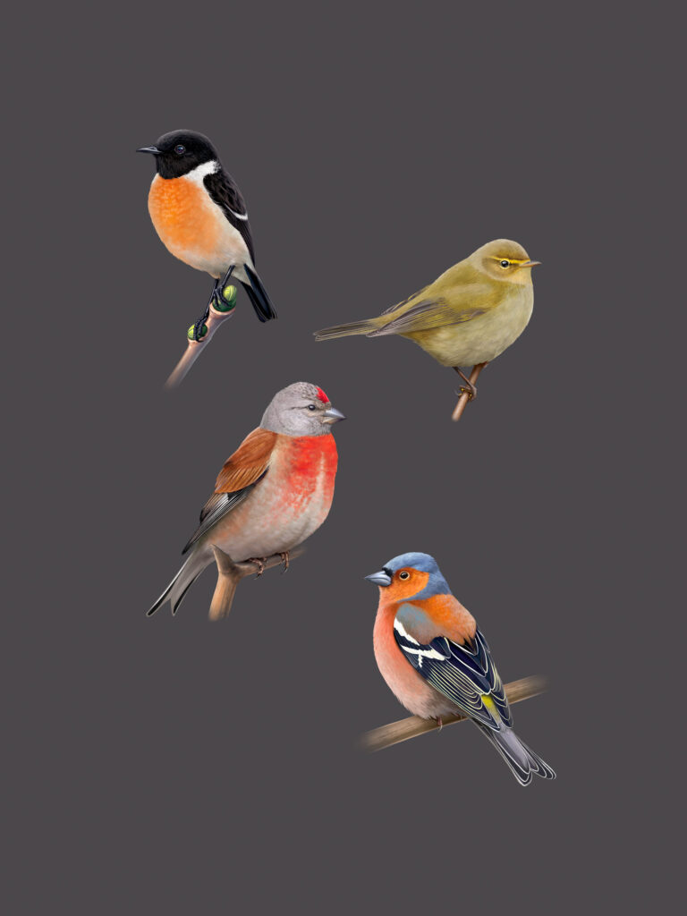 Tarier pâtre, Poulliot véloce, Linotte mélodieuse, Pinson des arbres