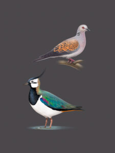 Tourterelle des bois et Vanneau huppé