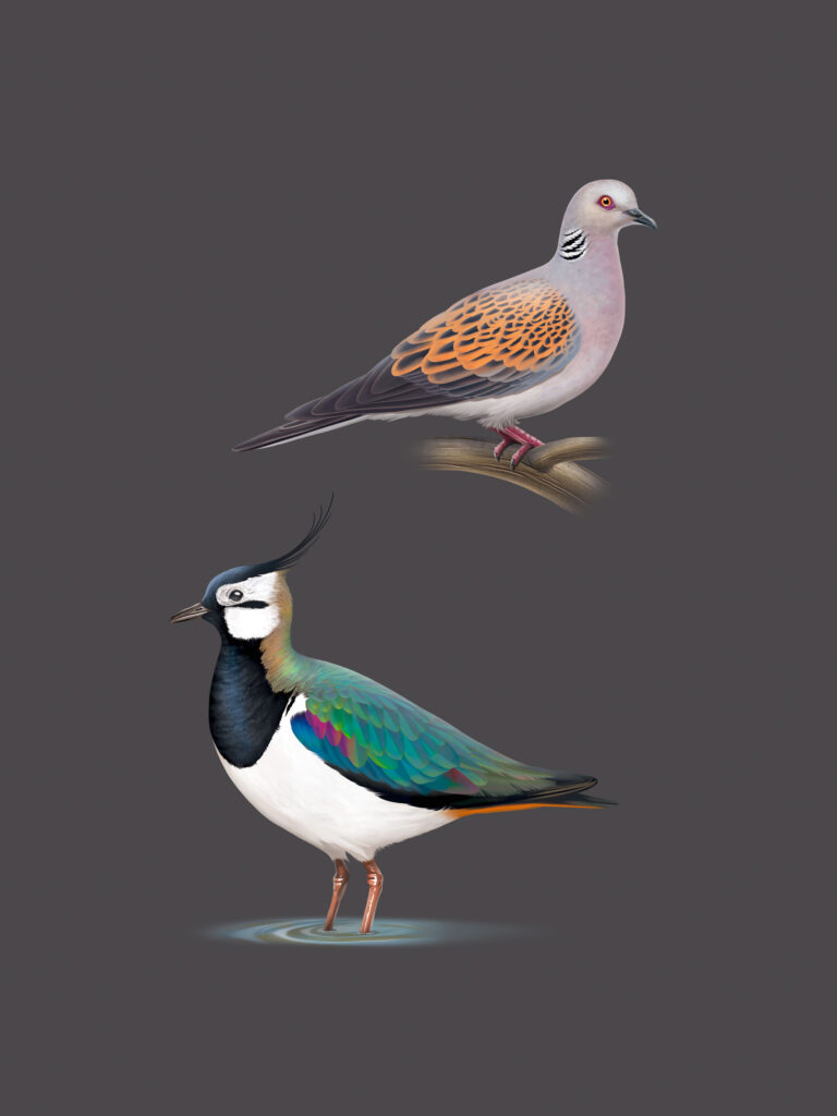 Tourterelle des bois et Vanneau huppé