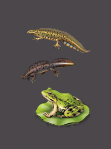 Triton ponctué, Triton crêté, Grenouille verte