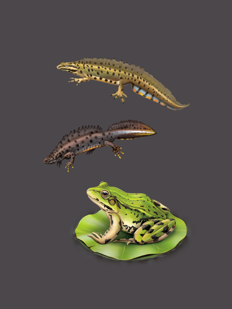 Triton ponctué, Triton crêté, Grenouille verte