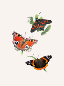 Zygène de la coronille, Paon du jour, Vulcain