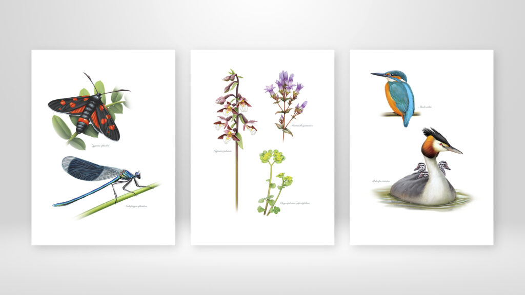 Coffret Digigraphie Camille Dégardin