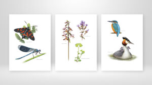 Coffret Digigraphie Camille Dégardin