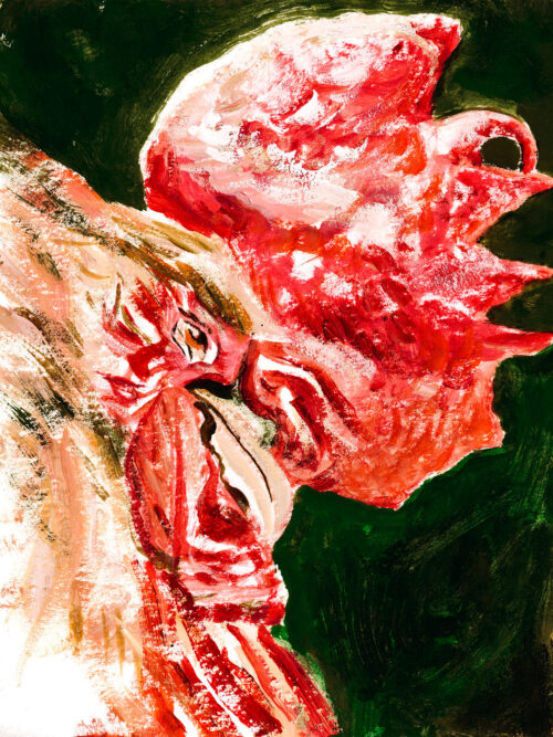 Coq à l'agonie 1