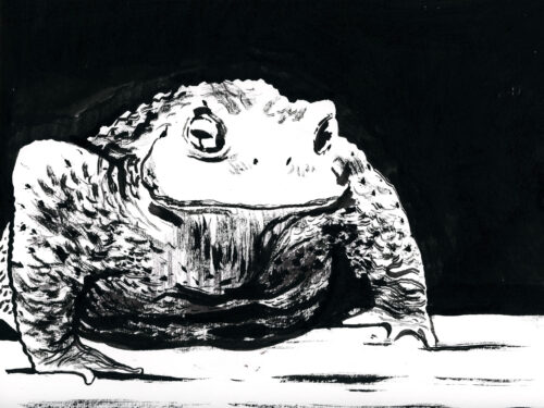 Le crapaud