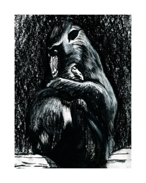 Mère Mandrill et son petit