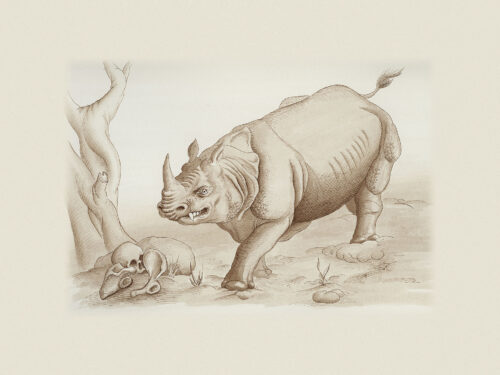Le Dentirant (rhinocéros) de l’inde
