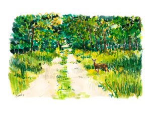 LIEUSAINT La forêt de Sénart