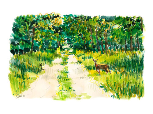 LIEUSAINT La forêt de Sénart